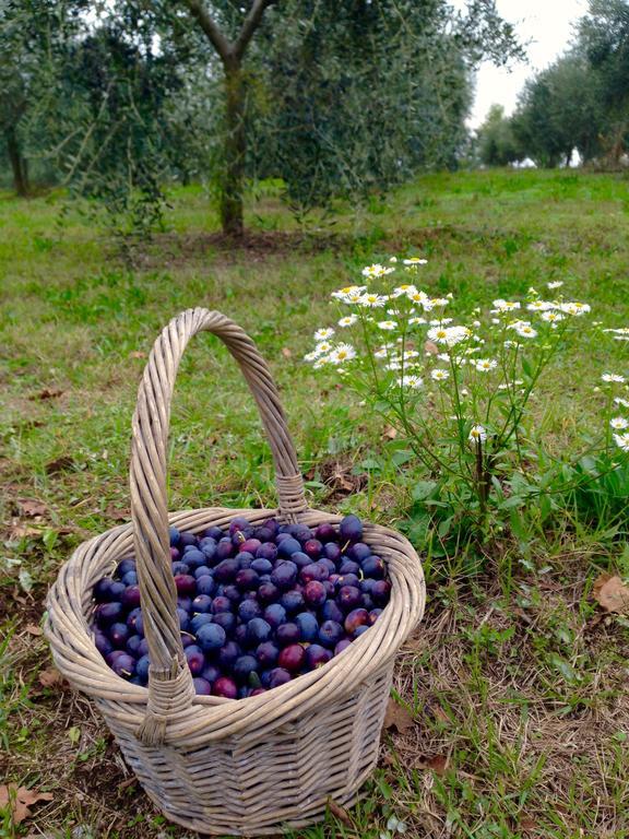 Agriturismo Sambuco Pastrengo Esterno foto