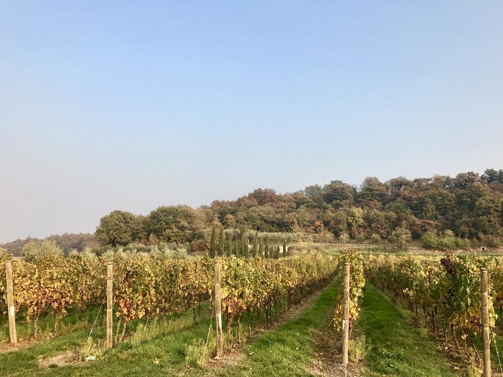 Agriturismo Sambuco Pastrengo Esterno foto