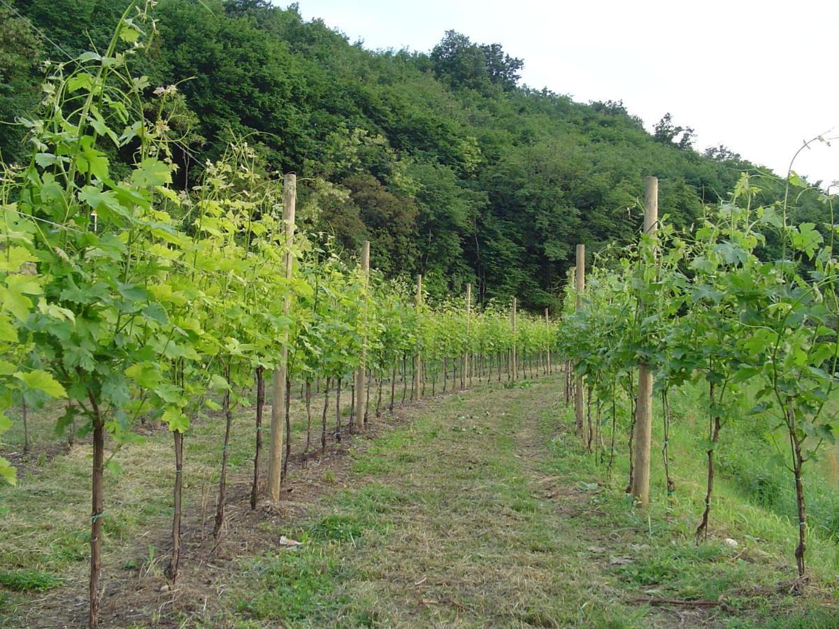 Agriturismo Sambuco Pastrengo Esterno foto
